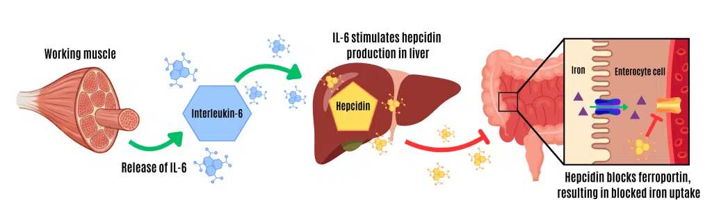 Tijdens inspanning kan de ijzeropname tijdelijk worden geremd. Werkende spieren geven IL-6 af, wat de aanmaak van hepcidine in de lever stimuleert. Hepcidine remt vervolgens ferroportine in de darmcellen, waardoor de opname van ijzer uit de voeding tijdelijk wordt beperkt.